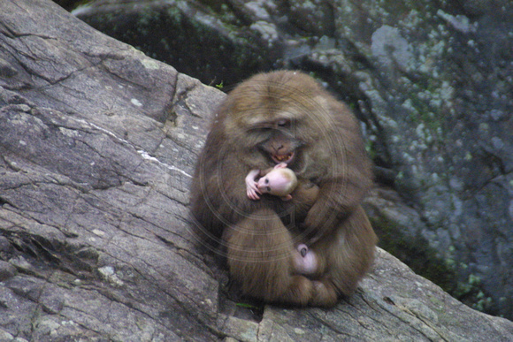 Tankou, Monkey Reserve020405-6205