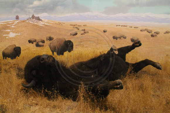 Denver, Mus Nature and Science, Bison1053711