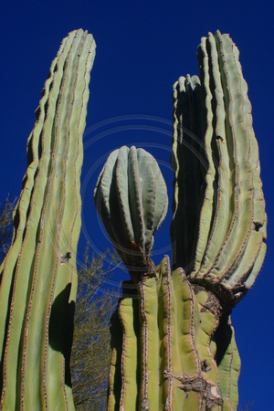 San Javier Rd, Cactus, V030219-2780a