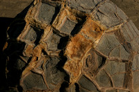 Moeraki, Boulders, Detail0735841
