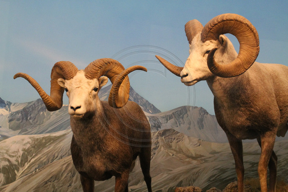 Denver, Mus Nature and Science, Bighorn Sheep1053732