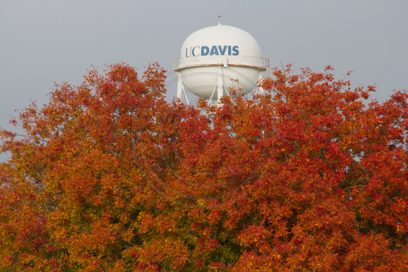 UC Davis, Water Tower, Fall Foliage112-3862