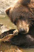 AWCC Brown Bear Cub V0575461