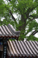 Shaolin Monastery, Roofs020415-8235