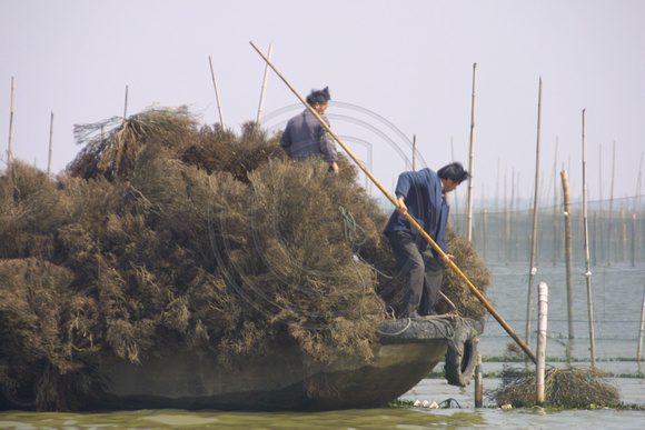 Nanhu Lake, Clearing Fishing Nets020412-7693
