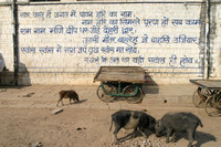 Chanderi, Pigs in Street030319-6847