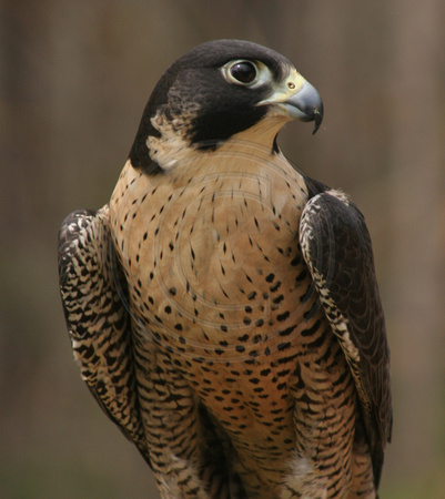 Center for Wildlife, Peregrine Falcon V0730360a