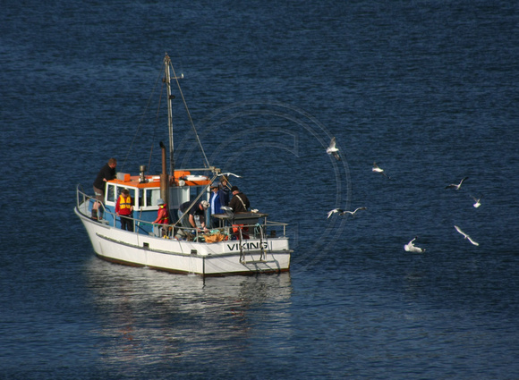 Stewart Island, Halfmoon Bay, Boat0815437a