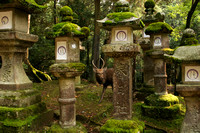 Nara, Kasuga Taisha Shrine, Lanterns0616872