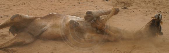 Pushkar, Camel Dusting030314-6249a