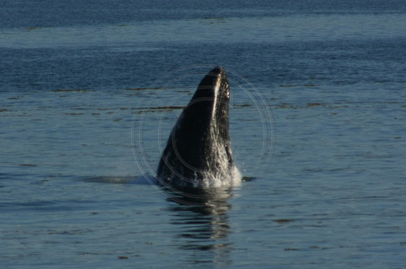 Icy Strait, Humpback Whale0820415a