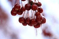 Dover, Berry Tree w Snow031215-4306