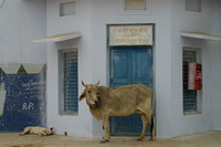 Pushkar, Cow030313-6135