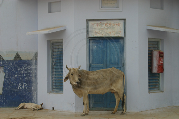 Pushkar, Cow030313-6135