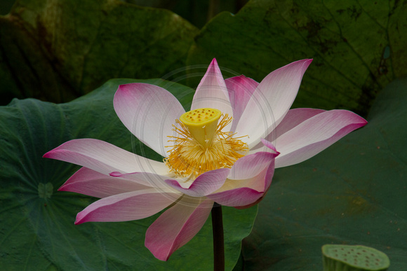 Mekong Delta, Lotus Flower120-8608