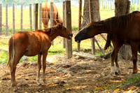 Eastern Guatemala, Ranch, Horses1117281a