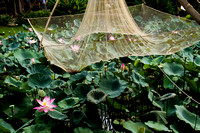 Mekong Delta, Lotus Garden120-8604