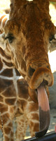San Diego, Wild Animal Park, Giraffe, Tongue, V030812-8416a