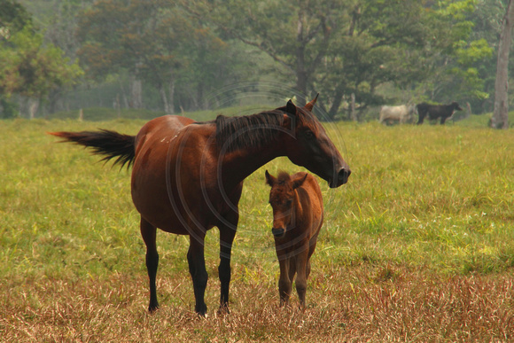 Eastern Guatemala, Ranch, Horses1117271a