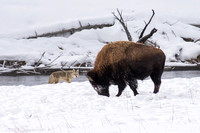 Yellowstone NP, Winter