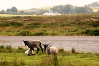 Eastern Ireland Countryside, Sheep1038565a
