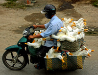 Mekong Delta, Ducks on Motorbike0953101b