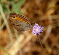 Epidaurus, Butterfly1018739a