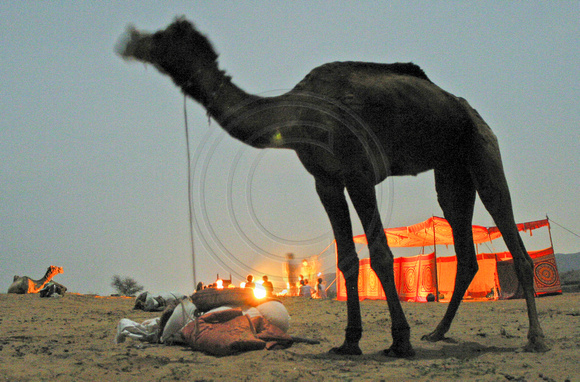 Pushkar, Camel, Night030314-6296a