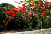 Eastern Guatemala, Flame Tree1117152a