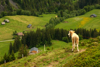 Grindelwald Valley, Cow0942343