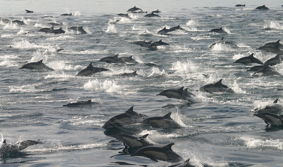 Sea of Cortes, Dolphin Frenzy