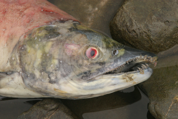 Kenai River, Dead Salmon0581211