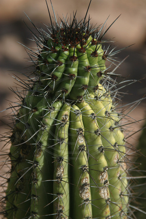 San Javier Rd, Cactus030219-2971