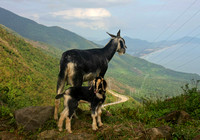 Hai Van Pass, Goats0951598a