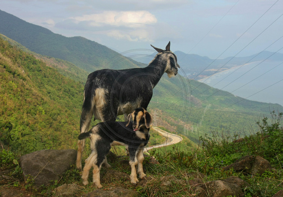 Hai Van Pass, Goats0951598a