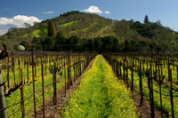 Napa Valley, Rutherford Ranch Winery0727380a