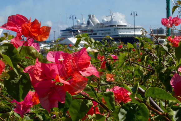 MV Explorer, Flowers, Port Louis120-7303