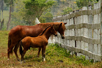 Eastern Guatemala, Ranch, Horses1117266