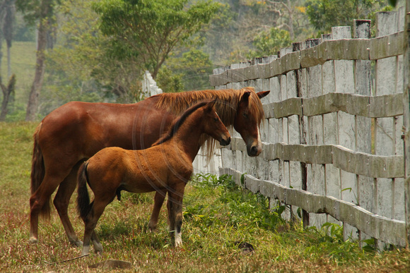 Eastern Guatemala, Ranch, Horses1117266