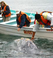 Bahia Magdalena, Whale, Touching030210-1700a