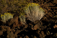 Lava Beds NM, Lava Flow141-2176