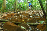 Corcovado NP, Leafeater Ant Colony040123-9469a