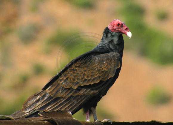 Ballandra Bay, Turkey Vulture031223-4744a