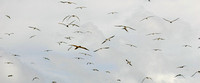 Gaferut Atoll, Birds0690028a