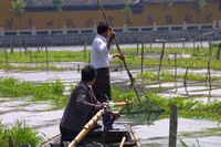 Nanhu Canal, Fishing Plants020412-7729