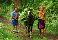 Fatu Hiva, Hanavave, Horse, Bananas0689198a