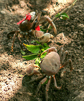 Bora Bora, Crabs0688094a