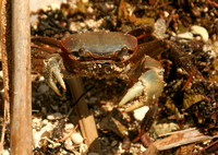 Bora Bora, Crabs0688085a