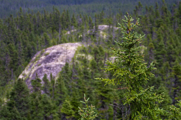 Terra Nova NP, Ochre Hill, Tree020819-7085