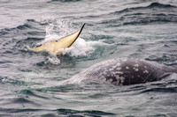Orcas Eating Gray Whale